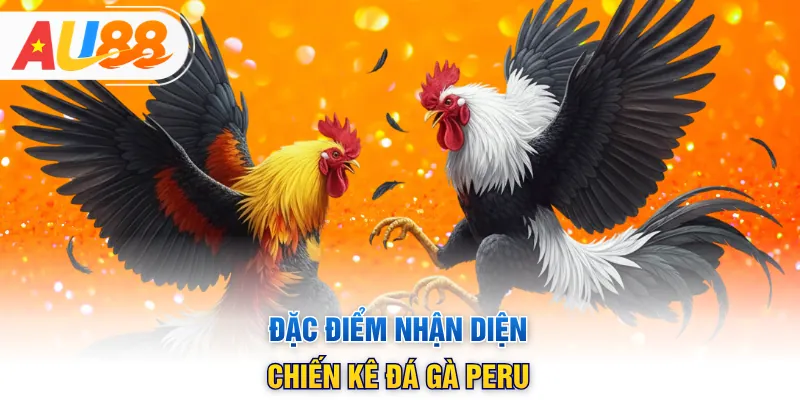 Đặc điểm nhận diện chiến kê đá gà Peru