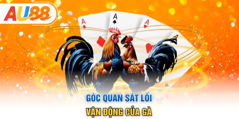 Góc quan sát lối vận động của gà