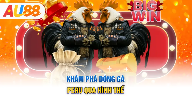 Khám phá dòng gà Peru qua hình thể