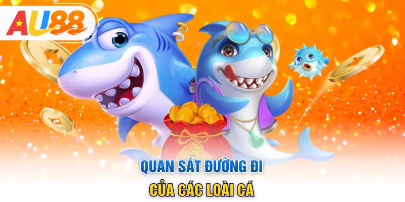Quan sát đường đi của các loài cá